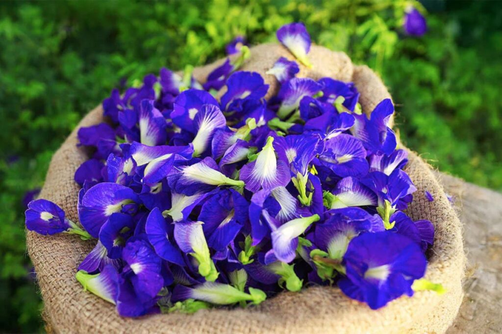 How to Make Butterfly Pea Flower Tea Recipe